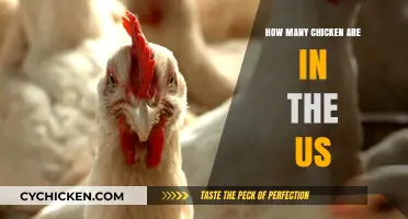 Clucking Numbers: The Surprising Count of Chickens in the U.S