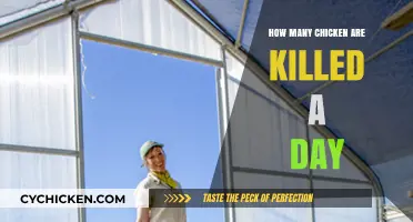 Daily Chicken Slaughter: Shocking Numbers and Ethical Concerns