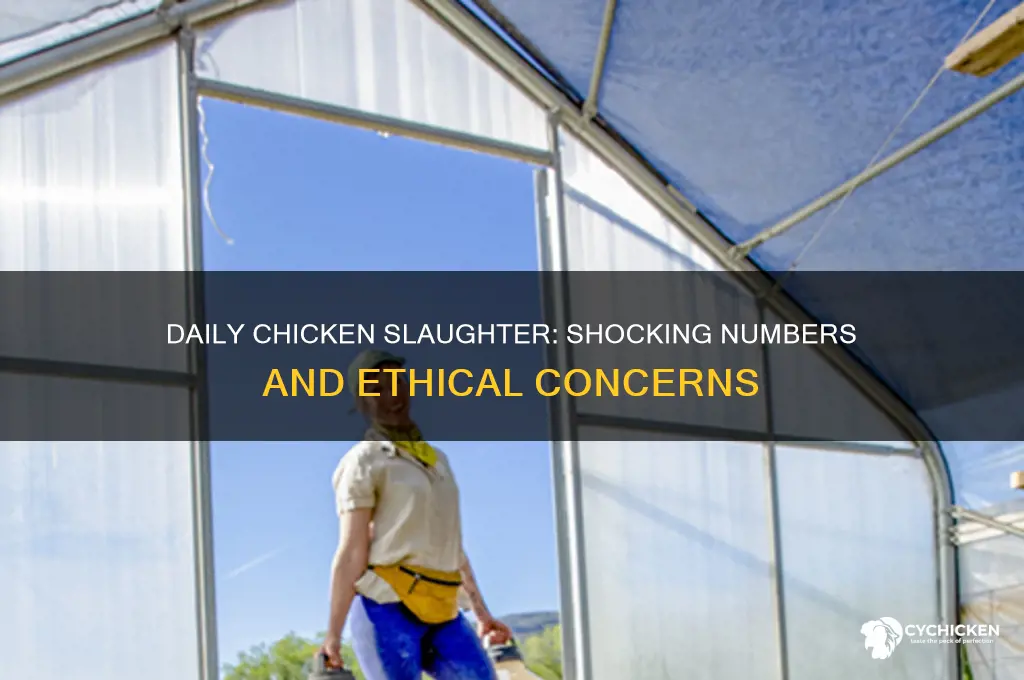 how many chicken are killed a day
