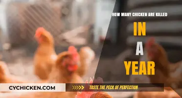The Shocking Number of Chickens Killed Yearly