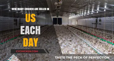The Shocking Truth: Daily Slaughter of Chickens in the US