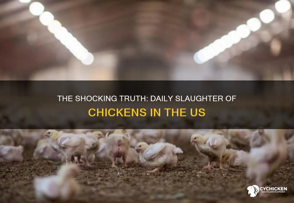 how many chicken are killed in us each day
