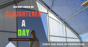 Daily Chicken Slaughter Rates: Shocking Numbers and Ethical Concerns