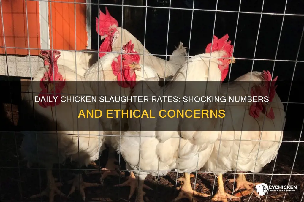 how many chicken are slaughtered a day