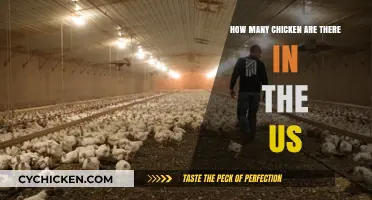 Chicken Population in the US: Surprising Numbers