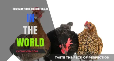 Chicken Breeds: A Diverse World of Poultry