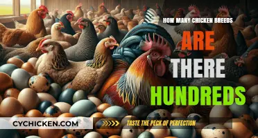 Exploring the Vast Diversity of Chicken Breeds Worldwide