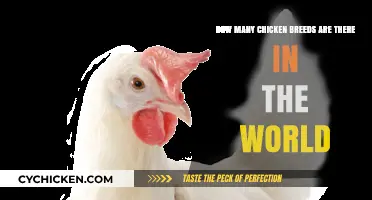 Chicken Breeds: A Diverse World of Variety