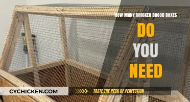 Brood Boxes for Chickens: How Many Are Enough?