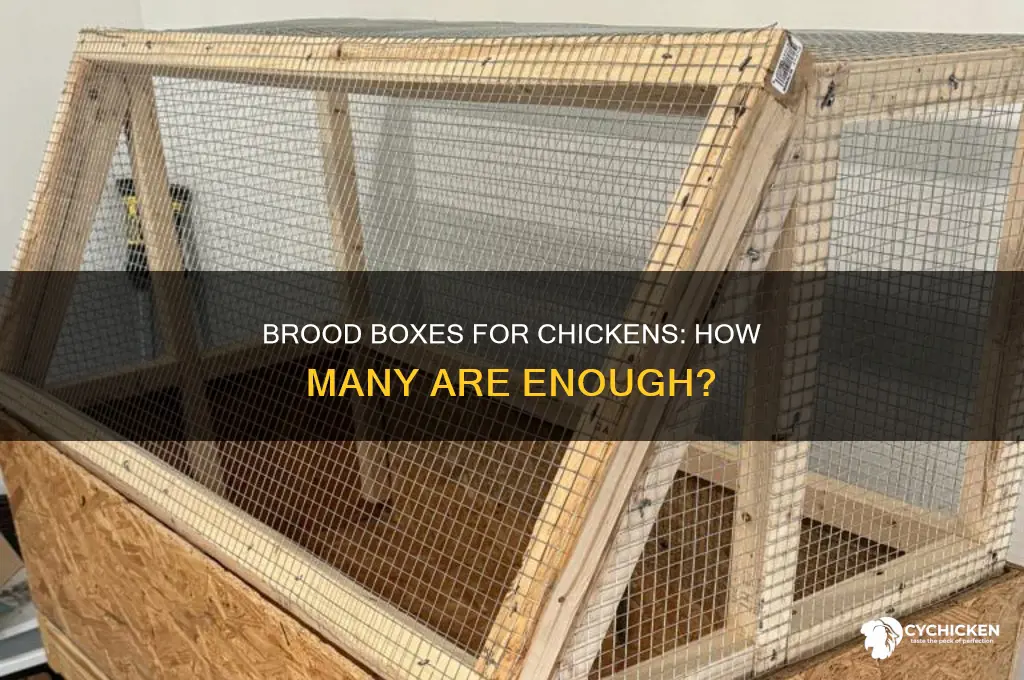 how many chicken brood boxes do you need