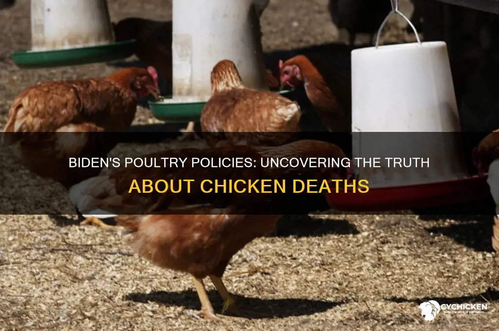 how many chicken did biden have killed
