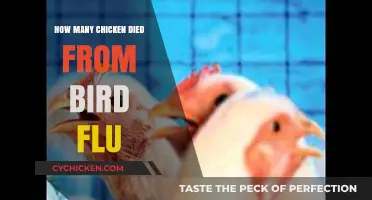 Bird Flu's Devastating Impact: Counting Chicken Losses Worldwide