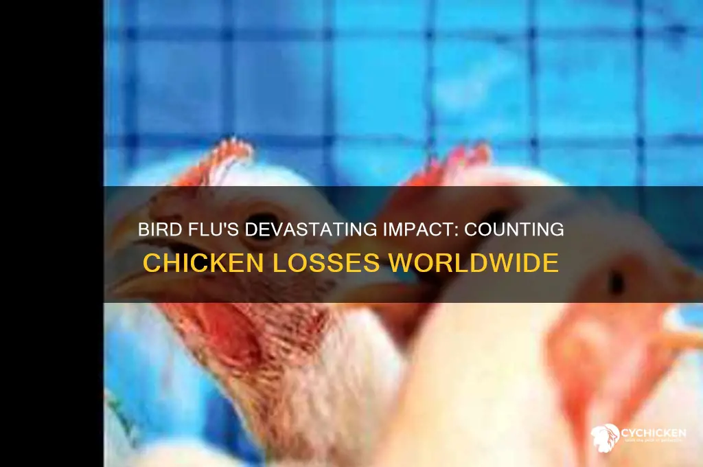how many chicken died from bird flu