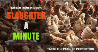America's Chicken Slaughter: A Shocking Minute-by-Minute Reality
