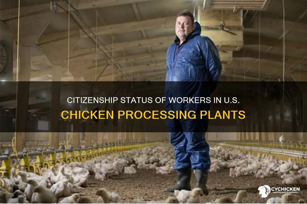 how many chicken factory workers were citizens