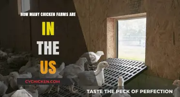 Exploring the Scale: How Many Chicken Farms Operate in the US?