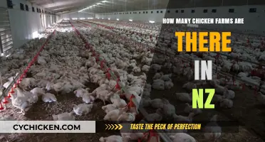 Chicken Farms in New Zealand: A Comprehensive Count