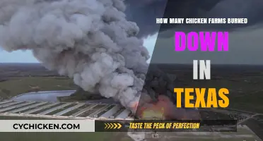 Texas Chicken Farms: Devastating Blazes and Their Toll