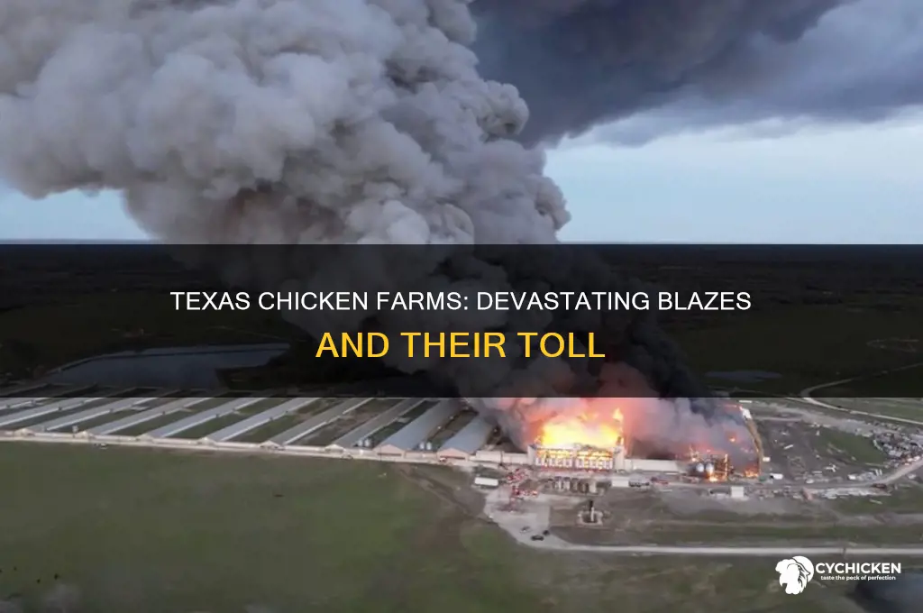 how many chicken farms burned down in texas