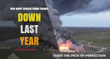 Chicken Farms: Burned Down Last Year