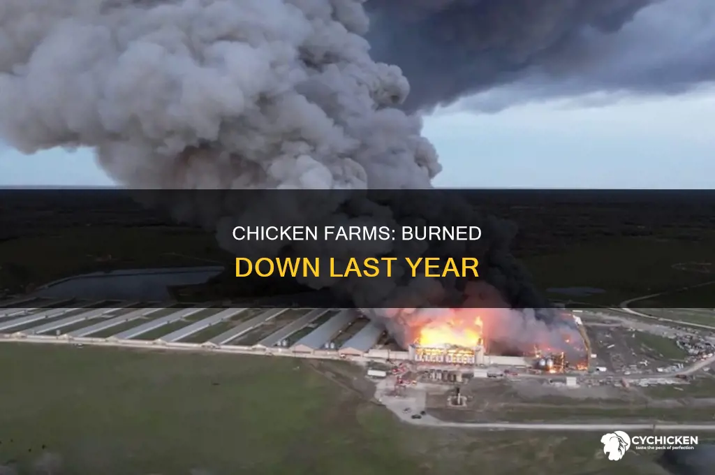 how many chicken farms burned down last year
