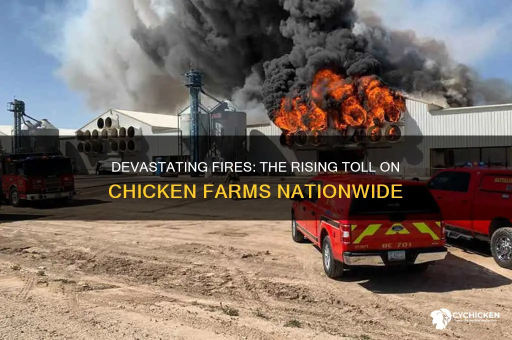 how many chicken farms have been burned