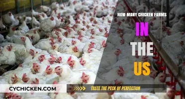 Exploring the Scale: How Many Chicken Farms Operate in the US?