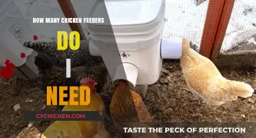Determining the Right Number of Chicken Feeders for Your Flock