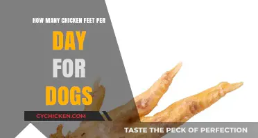 Chicken Feet for Dogs: How Many to Feed Daily?