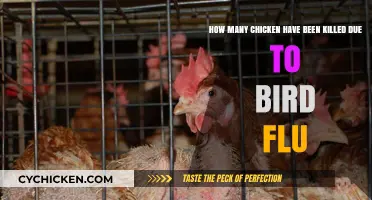 Bird Flu's Devastating Impact on Chicken Population