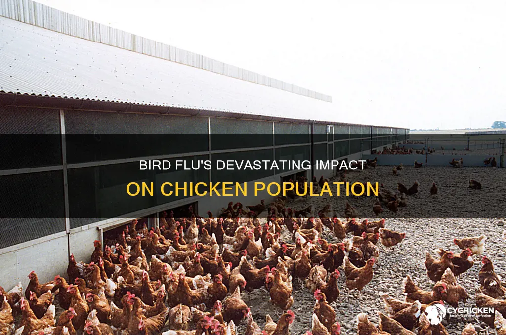 how many chicken have been killed due to bird flu