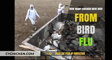 Bird Flu's Devastating Impact on Chicken Populations