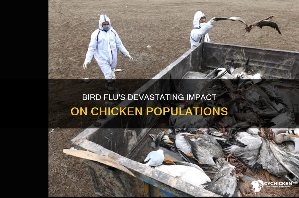 how many chicken have died from bird flu