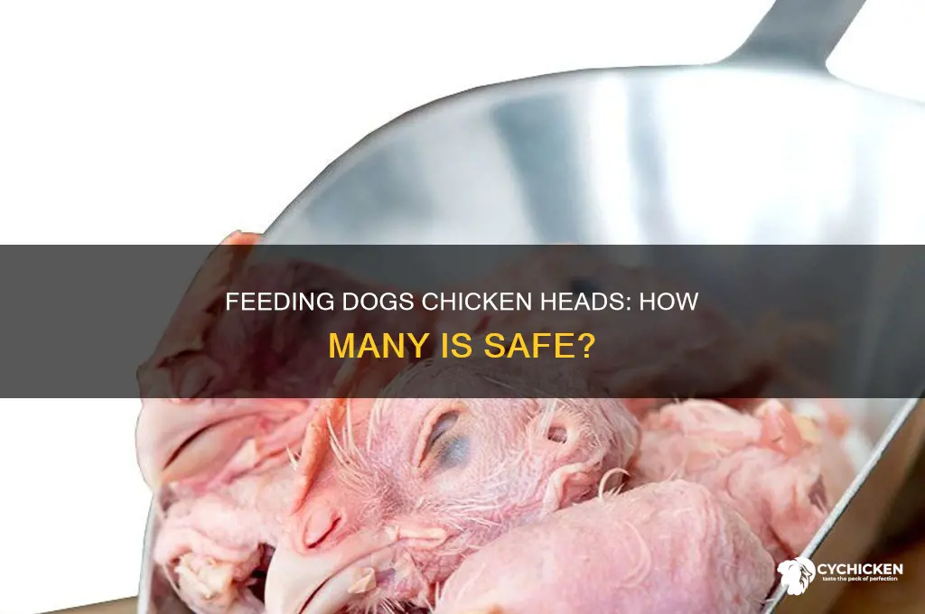 how many chicken heads for dogs per day