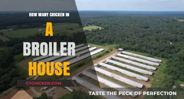 Understanding Broiler House Capacity: How Many Chickens Fit Inside?