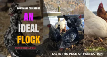 Finding the Perfect Flock Size: Ideal Number of Chickens for Your Needs
