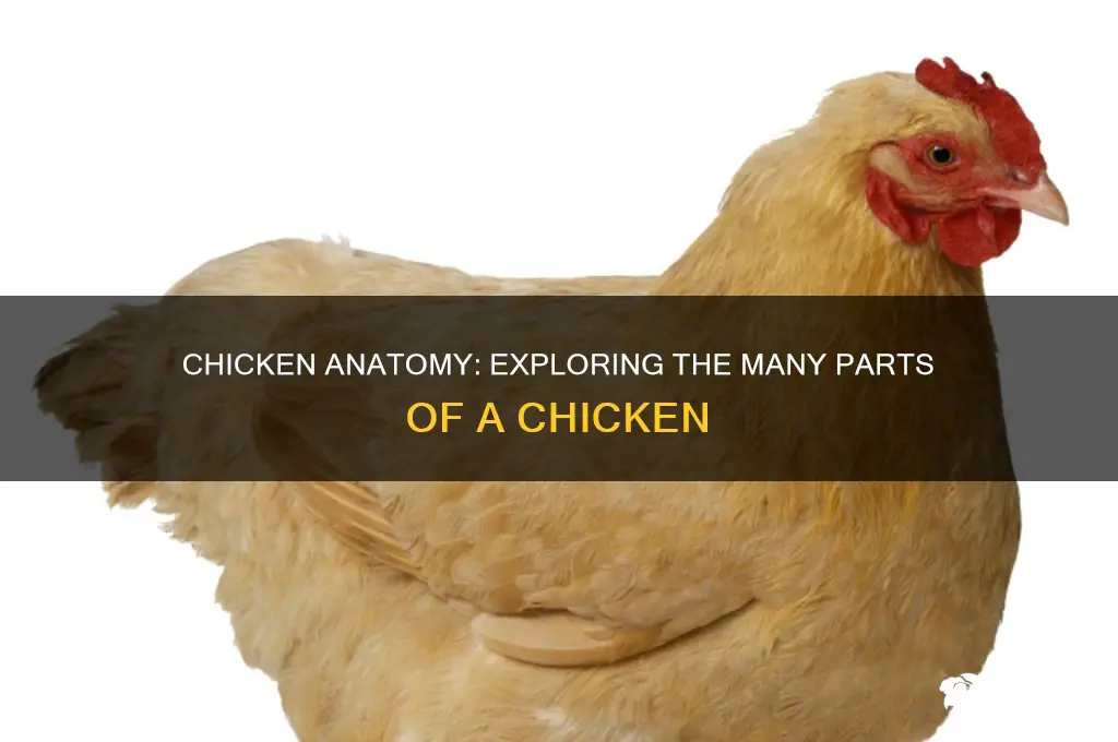 how many chicken is there in a chicken