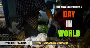 The Dark Truth of Chicken Consumption