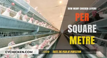Optimal Chicken Layer Density: Square Metre Space Requirements Explained