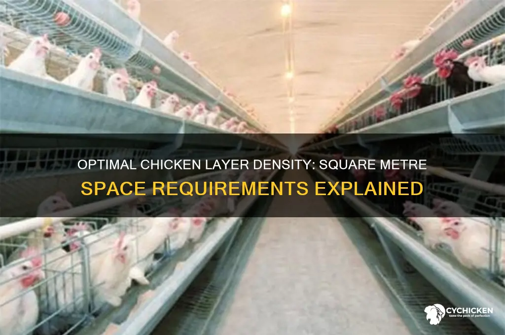 how many chicken layers per square metre