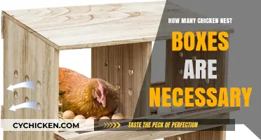 Determining the Ideal Number of Chicken Nest Boxes for Your Flock