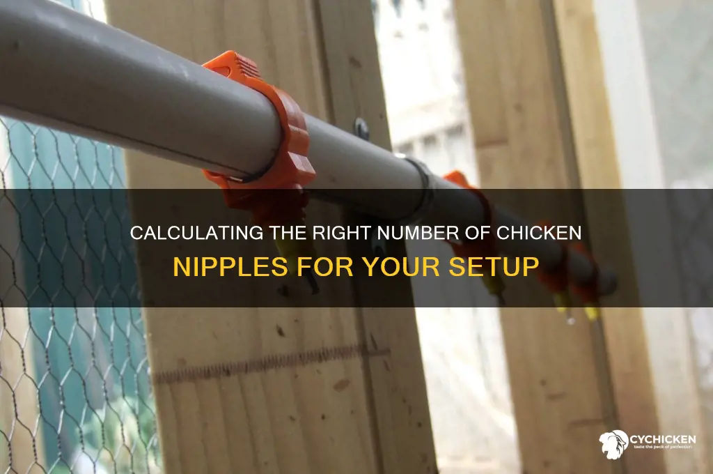 how many chicken nipples do i need