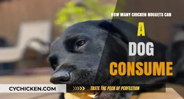 Can Dogs Eat Chicken Nuggets? Safe Serving Tips for Your Pet