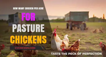 Pasture Chickens: Ideal Acreage for Flocks