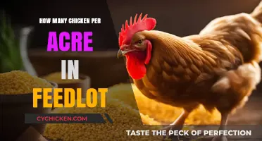 Optimal Chicken Density: How Many Birds Per Acre in Feedlots?