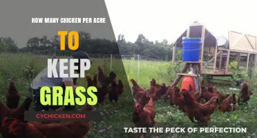 Keeping Grass Down: Chickens Per Acre