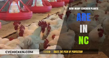 Exploring North Carolina's Poultry Industry: Counting Chicken Processing Plants