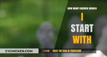 Starting Your Flock: Ideal Number of Chickens for Beginners