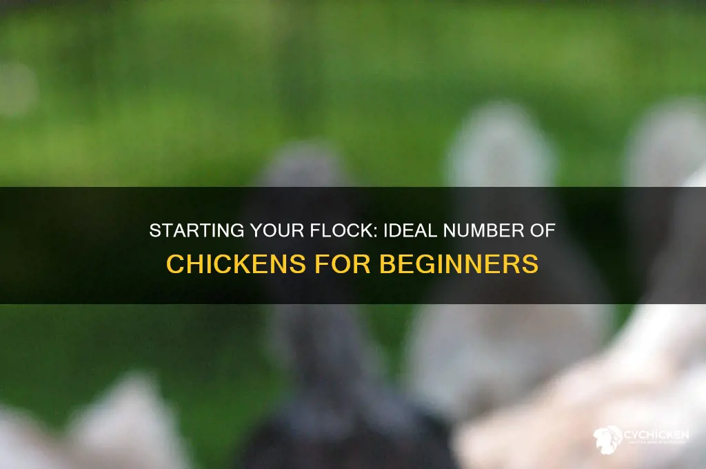 how many chicken should i start with