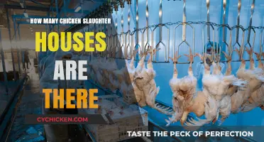 Exploring the Number of Chicken Slaughterhouses Globally: A Comprehensive Overview